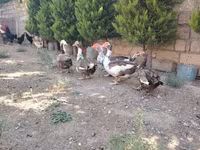 Ducks — عکس 5