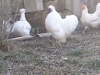 Chickens — الصورة 1