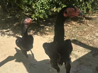 Chickens — zdjęcie 1