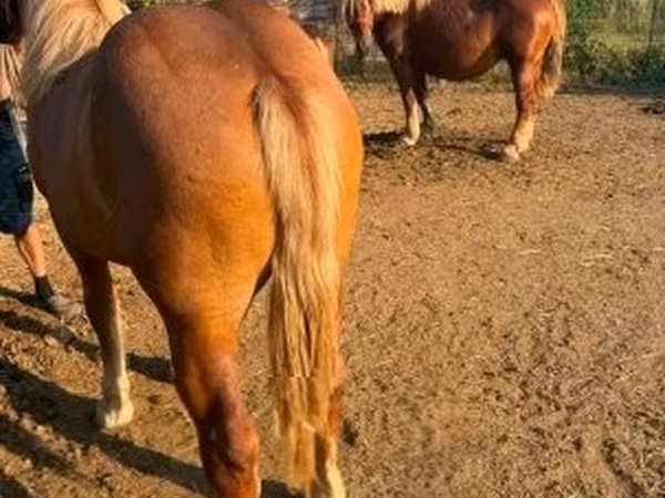 Φοράδα, Hungarian horse breed