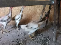 Chickens — عکس 1