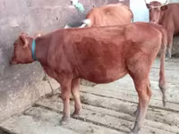 Lembu betina, Cattle — foto 4
