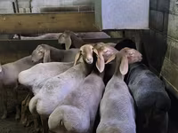 بھیڑ, Arashan sheep — تصویر 6