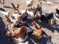 Danish hen — photo 1