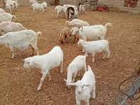 Ямаа, Saanen goat — 2 зураг