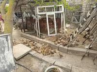 มัสโกวีพันธุ์บ้าน — รูปภาพ 6