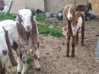 بز نر, Nubian Goat — عکس 4