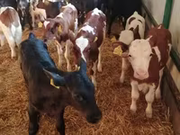 Toro, Mucca limousine — foto 2
