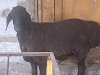 مینڈھا, Arashan sheep — تصویر 1