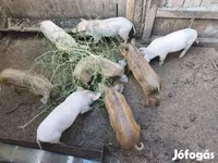 خوک (گروه، جنسیت مشخص نشده), Мангалица — عکس 3