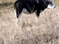 วัวตัวเมีย, Russian Black pied cattle — รูปภาพ 3
