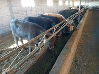 İnek, Swiss cattle — foto 7