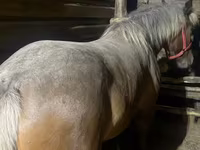 Kuda betina, Horses — foto 7