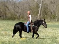 گھوڑی, Percheron — تصویر 3