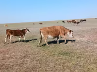 گاو ماده, Simmental cattle — عکس 4