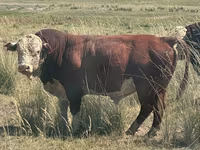 Toro, Aberdeen Angus — foto 3