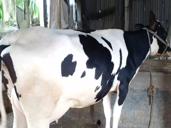 Sigir, Bifalo — Bangladesh