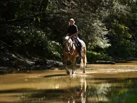 Koń, Quarter Horse — zdjęcie 2