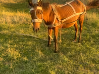 Iapă, Cai — foto 3