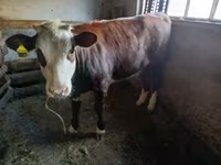 Krava, Simmental cattle — foto 3