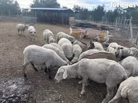 Schaap, Schapen — foto 4