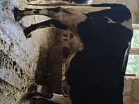 Үнээ, Russian Black pied cattle — 5 зураг