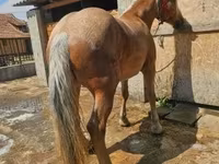 母马, Horses — 照片 1
