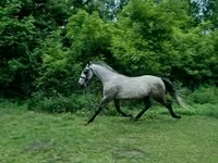 گھوڑا, Lipizzaner — تصویر 1