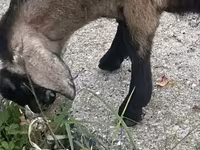 Koza, Nubian Goat — zdjęcie 3