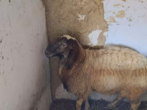 Ram, Sheep — Moldova