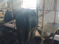 Bovini (lotto, sesso non specificato), Aberdeen Angus — foto 4