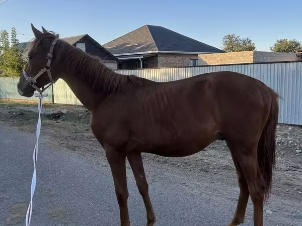 Cavallo, Arabian horse