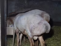 Ovan, Arashan sheep — fotografija 6