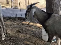 ፍየል, Nubian Goat — ፎቶ 5