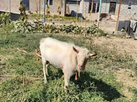 بز نر, Saanen goat — عکس 3