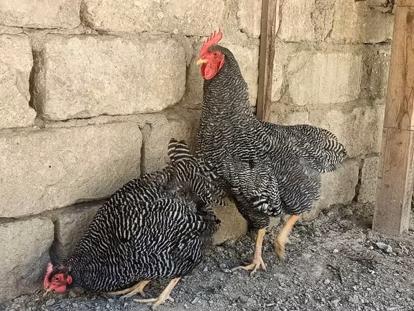 Slovenska prugasta kokoš