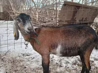عنزة, Nubian Goat — الصورة 1