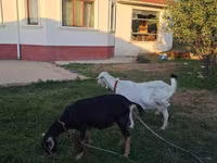 암염소, Saanen goat — 사진 3