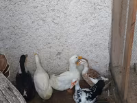 Ducks — foto 2