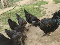 Chickens — foto 6