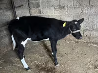 Bydło (partia, płeć nieokreślona), Russian Black pied cattle — zdjęcie 4