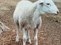 Kambing jantan, Dorper sheep — foto 1