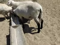 Овен, Tsigai sheep — снимка 3