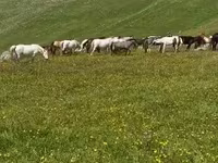 Kısrak, Atlar — foto 3