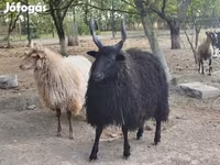 میش, Racka sheep — عکس 3