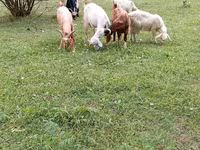 بز ماده, بز — عکس 5