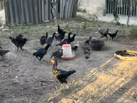 Chickens — รูปภาพ 8