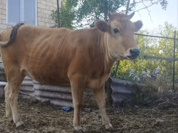 母牛, Cattle