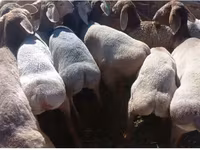 Oaie, Tian-Shan semifinewool sheep — foto 2