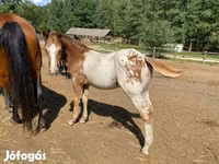 Асп, Appaloosa — акс 3